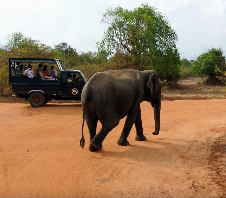 Yala National Park safari experience