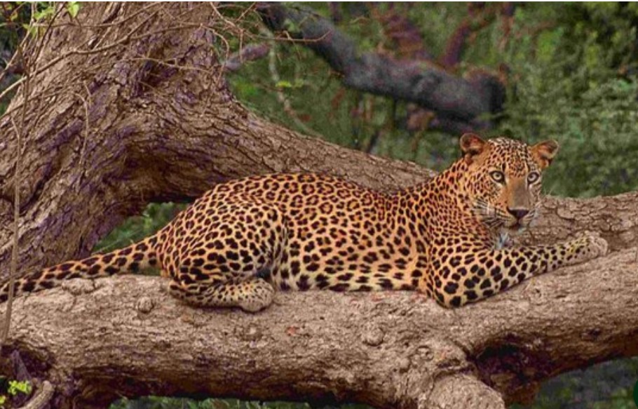 Wild Hasthi nature