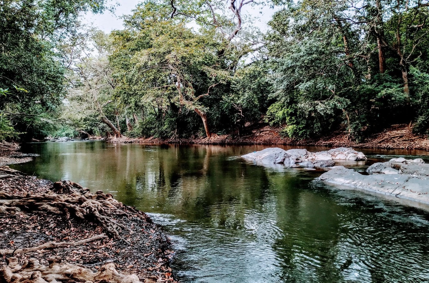 Wild Hasthi nature