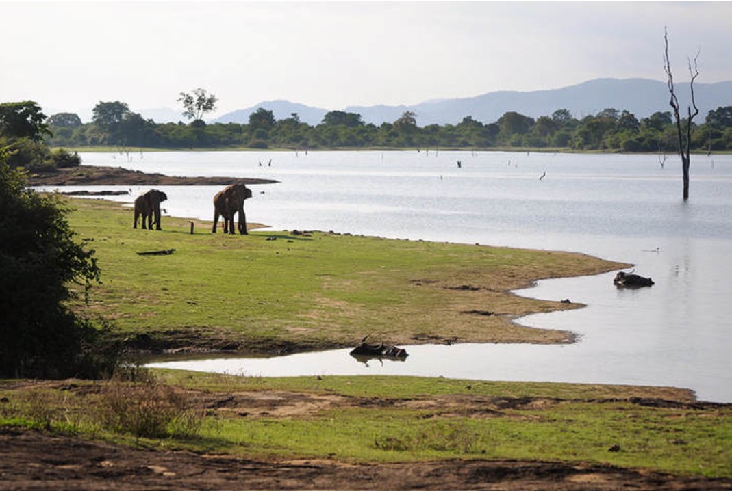Udawalawe National Park safari experience